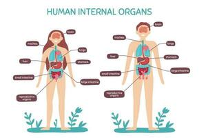 cartone animato umano corpo anatomia. maschio e femmina interno organi, gli esseri umani fisiologia grafico vettore illustrazione