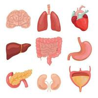 cartone animato umano corpo organi. salutare digestivo, circolatorio. organo anatomia icone per medico grafico vettore impostato