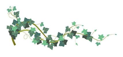 edera arrampicata pianta con sempreverde le foglie vettore