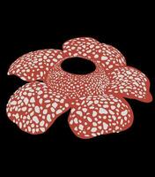 rafflesia arnoldii fiore, a partire dal bengkulu, Sumatra isola, Indonesia vettore