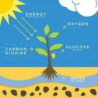 illustrazione di fotosintesi piatto disegno, un' sistema quello converte carbonio biossido in ossigeno vettore