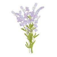 lavanda vettore azione illustrazione. un' mazzo di lilla fiori.lilla ramoscelli. isolato su un' bianca sfondo. provenzale erbe aromatiche.