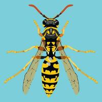 realistico vettore Immagine di un' vespa su un' blu sfondo. dettagliato disegno di un' vespa