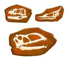 antico fossile, dinosauro teschi impronte nel pietra vettore
