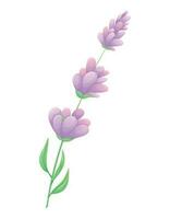 rametto di lavanda o lilla con viola fiori, le foglie e petali. vettore isolato cartone animato naturale illustrazione.