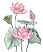 loto rosa fiori con verde le foglie. mano disegnato acquerello illustrazione di acqua giglio su isolato sfondo. floreale disegno di fioritura Ninfea per terme o zen design. botanico composizione vettore