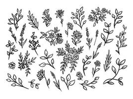 vettore mano disegnato grande collezione con selvaggio e medicinale erbe aromatiche. mano disegnato botanico schizzo con impianti e fiori. per stampa, carte, imballaggio.differente fiori su bianca sfondo.