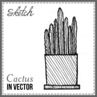 cactus isolato su uno sfondo bianco vettore