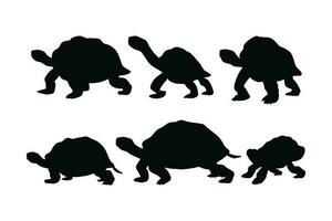 tartaruga a piedi nel diverso posizioni, silhouette impostato vettore. grande tartaruga silhouette collezione su un' bianca sfondo. selvaggio mare creature piace tartarughe o tartarughe, pieno corpo silhouette gruppi. vettore