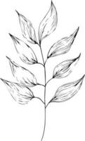 bellissimo monocromatico nero e bianca botanico elementi isolato su bianca. disegnato a mano foglia impostato e, botanico vettore arte. minimalista foglia disegno, semplice botanico schema. Fiore di campo schizzo arte.
