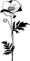 singolo vettore nero e bianca mano disegnato papavero fiore isolato su bianca sfondo
