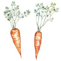 carota con verde foglie, acquerello pittura.naturale prodotti fresco verdure.ingredienti per cucinando. vettore