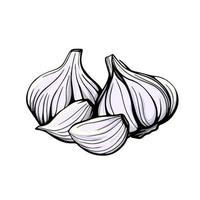 schizzo disegnato a mano di aglio. testa d'aglio e spicchio. rafforzare il sistema immunitario. illustrazione in stile doodle. vettore