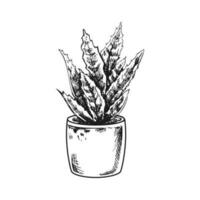 mano disegnato vettore schizzo di un' succulento nel un' pentola. isolato elemento per design. Vintage ▾ illustrazione. elemento per il design di etichette, confezione e cartoline. monocromatico disegno.