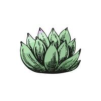 mano disegnato colorato vettore schizzo di un' succulento. bianca elemento isolato su lavagna sfondo. Vintage ▾ illustrazione. elemento per il design di etichette, confezione e cartoline.