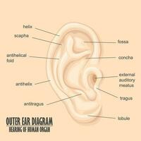 esterno orecchio diagramma udito di umano organo, vettore illustrazione