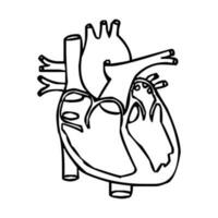 umano cuore linea vertore arte. umano cuore simbolo, anatomico cuore, muscolare organo simbolo icona. gratuito vettore