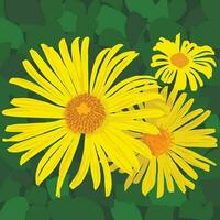 giallo fiori su un' verde sfondo. vettore grafica, illustrazione di giallo fiori, girasoli, doronicum