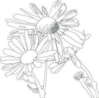 vettore disegno margherita fiori, floreale composizione, mano disegnato botanico illustrazione