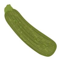 lungo verdura nel verde colore con ruvido pelle strati, Avvincente zucchine icona vettore
