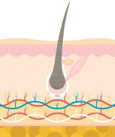 catagen transizione palcoscenico di capelli crescita o perdita anatomia piatto vettore. vettore