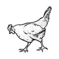 realistico gallina o pollo delineato nel bianca sfondo. gratuito pascolo gallina uccello con cresta di gallo. vettore illustrazione