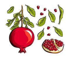 Melograno frutta, semi e pianta. colorato esotico Melograno frutta. vettore illustrazione