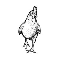 realistico gallina o broiler delineato nel bianca sfondo. gratuito pascolo gallina uccello nel il runch. vettore illustrazione