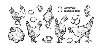 gratuito pascolo galline con uova e polli. impostato di deposizione delle uova galline. vettore illustrazione