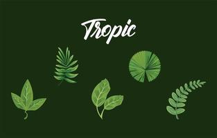 fascio di quattro foglie piante icone della natura verde e scritte tropicali vettore