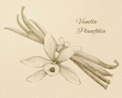vaniglia planifolia nel inciso retrò stile su beige sfondo vettore