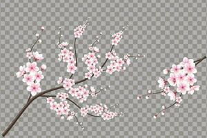 realistico ciliegia fiorire e ciliegia fiori e petali illustrazione, ciliegia fiorire vettore. rosa sakura fiore sfondo. ciliegia fiorire fiore fioritura vettore