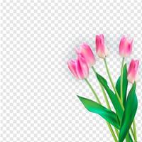 tulipani colorati di illustrazione vettoriale realistico