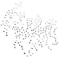 schizzo disegno di un' silhouette di un' gregge di uccelli volante inoltrare, aggrapparsi insieme. decollare, volare, volo, svolazzare, librarsi, impennata, atterraggio vettore