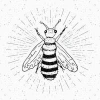 etichetta vintage, ape disegnata a mano, distintivo con texture grunge, modello logo retrò, illustrazione vettoriale di design tipografico