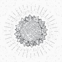 schizzo di girasole, etichetta vintage, distintivo strutturato grunge disegnato a mano, modello di logo retrò, illustrazione vettoriale di disegno di tipografia