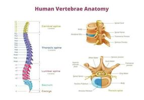 umano vertebre diagramma infografica vettore