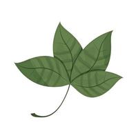 foglie vegetali naturali vettore