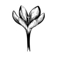 fiore di croco. zafferano. illustrazione vettoriale