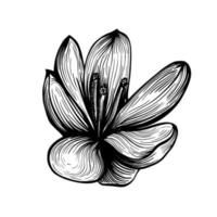 schizzo di fiori di zafferano. crocus isolato su uno sfondo bianco. illustrazione vettoriale disegnato a mano