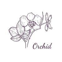 fiore di orchidea vettoriale per logo