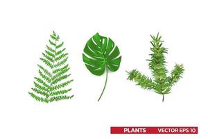 set di foglie di piante dalle foreste tropicali monstera felce foglia di pino isolato su bianco può essere utilizzato per biglietti di auguri volantini inviti web design a tutto vettore