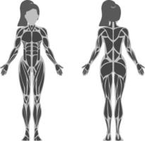 anatomia muscolare femminile vettore