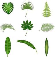 set di foglie tropicali isolate vettore
