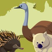 emu wombat e riccio continente australiano mappa animale fauna selvatica vettore