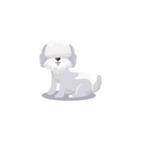 animale domestico piccolo cane barboncino animale domestico sfondo bianco vettore