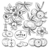 mezza fetta intera e un ramo di mela con frutta e fiori illustrazioni botaniche disegnate a mano vettore
