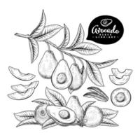 mezza fetta intera e ramo di avocado con frutti e foglie insieme decorativo di illustrazioni botaniche schizzo disegnato a mano vettore