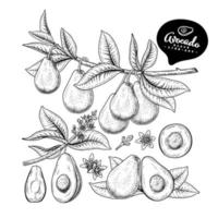 mezza fetta intera e ramo di avocado con frutti foglie e fiori insieme decorativo illustrazioni botaniche schizzo disegnato a mano vettore