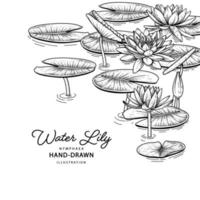 vettore di illustrazioni botaniche di schizzo disegnato a mano del fiore di ninfea